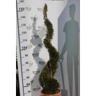 Smaragd tuja Thuja occidentalis Smaragd LV 14 SPIRAL