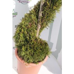 Smaragd tuja Thuja occidentalis Smaragd LV 14 SPIRAL
