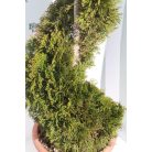 Smaragd tuja Thuja occidentalis Smaragd LV 24 150/160 SPIRAL