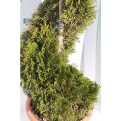 Smaragd tuja Thuja occidentalis Smaragd LV 24 150/160 SPIRAL