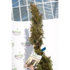 Smaragd tuja Thuja occidentalis Smaragd LV 24 150/160 SPIRAL