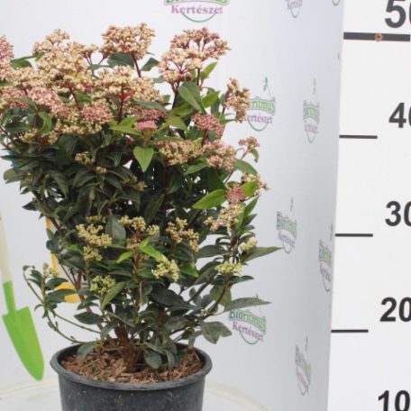 Örökzöld/Téli bangita Viburnum 3 tinus Eve Price CLT. 3
