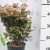 Örökzöld/Téli bangita Viburnum 3 tinus Eve Price CLT. 3
