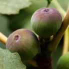 Füge FICUS CARICA CLT. 3 lit.
