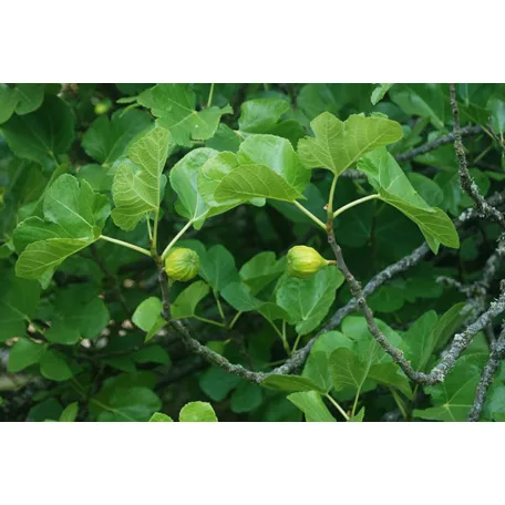 Füge FICUS CARICA CLT. 3 lit.