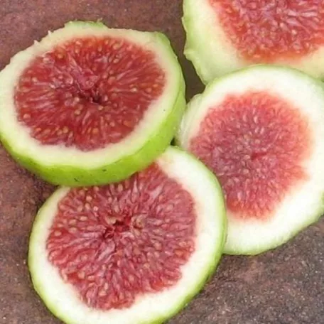 Füge FICUS CARICA CLT. 3 lit.