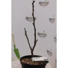 Füge FICUS CARICA CLT. 3 lit.