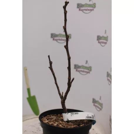 Füge FICUS CARICA CLT. 3 lit.