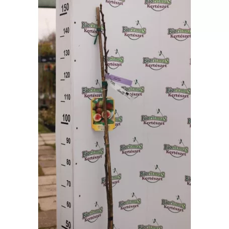 Füge törzses FICUS CARICA CLT. 6 lit.