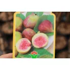 Füge törzses FICUS CARICA CLT. 6 lit.
