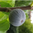 Lila füge törzses Ficus carica 'Brogiotto Nero' CLT. 6 lit.