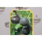 Lila füge törzses Ficus carica 'Brogiotto Nero' CLT. 6 lit.