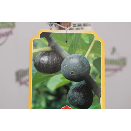 Lila füge törzses Ficus carica 'Brogiotto Nero' CLT. 6 lit.