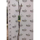 Lila füge törzses Ficus carica 'Brogiotto Nero' CLT. 6 lit.
