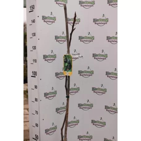 Lila füge törzses Ficus carica 'Brogiotto Nero' CLT. 6 lit.