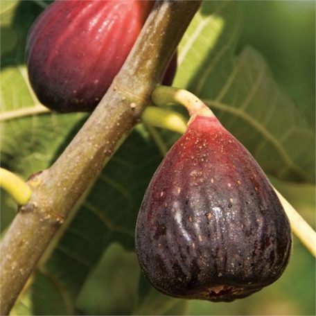 Fügefa Ficus carica 'Brown Turkey' Konténeres 15 lit. 8/10 cm