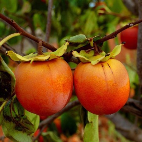 Datolyaszilva erős fák DIOSPYROS KAKI CLT.30 HALF STANDARD