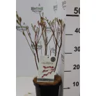 Rózsaszín barkafűz Salix gracilistyla 'Mount Aso'
