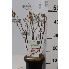   Rózsaszín barkafűz Salix gracilistyla 'Mount Aso'