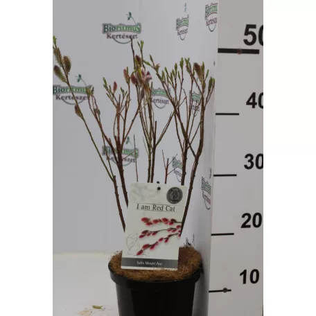 Rózsaszín barkafűz Salix gracilistyla 'Mount Aso'