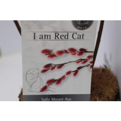   Rózsaszín barkafűz Salix gracilistyla 'Mount Aso'