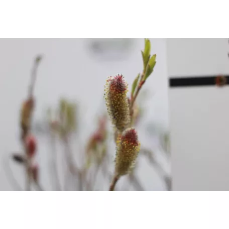 Rózsaszín barkafűz Salix gracilistyla 'Mount Aso'