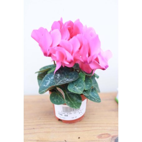 Cyclamen Super Serie Micro