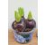 Hyacinthus mix 6 colours