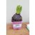 Jácint színkeverék Hyacinthus orientalis Mix