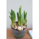 Nárcisz Narcissus Cyclamineus 'Tete a tete'