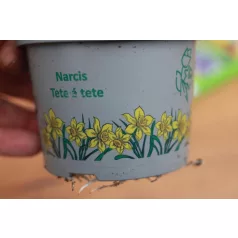 Nárcisz Narcissus Cyclamineus 'Tete a tete'