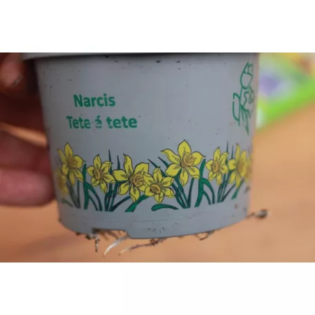 Nárcisz Narcissus Cyclamineus 'Tete a tete'