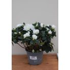 Örökzöld havasszépe Rhododendron Simsii 'Witte Vogel' o35cm