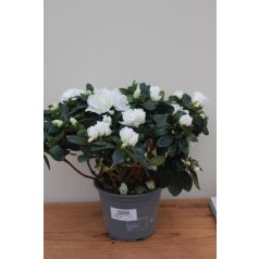   Örökzöld havasszépe Rhododendron Simsii 'Witte Vogel' o35cm
