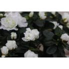 Örökzöld havasszépe Rhododendron Simsii 'Witte Vogel' o35cm