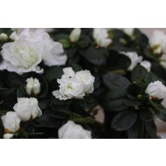   Örökzöld havasszépe Rhododendron Simsii 'Witte Vogel' o35cm