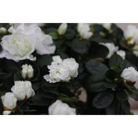 Örökzöld havasszépe Rhododendron Simsii 'Witte Vogel' o35cm
