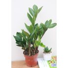 Agglegénypálma Zamioculcas zamiifolia