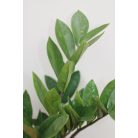 Agglegénypálma Zamioculcas zamiifolia