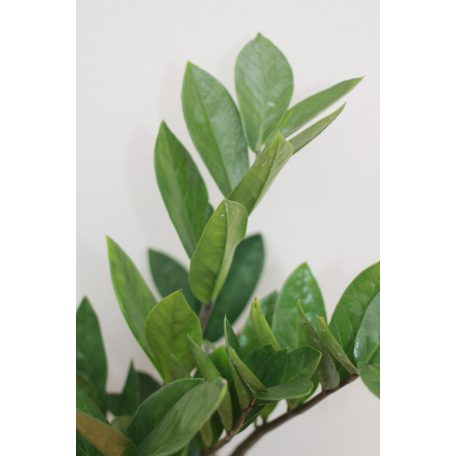 Agglegénypálma Zamioculcas zamiifolia