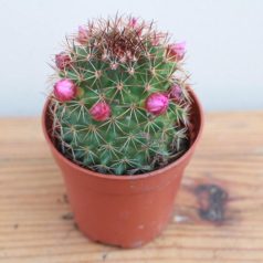 Cactus mamillaria flowering