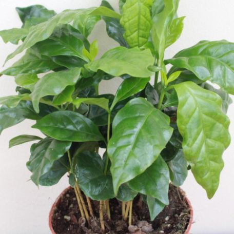 Coffea arabica