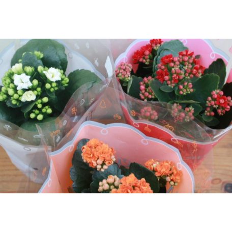 Korallvirág mix Kalanchoe cal. Mix 