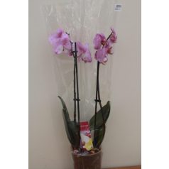 Phalaenopsis mix