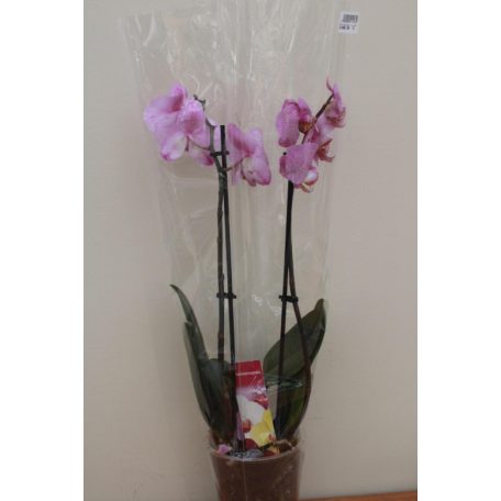 Phalaenopsis mix