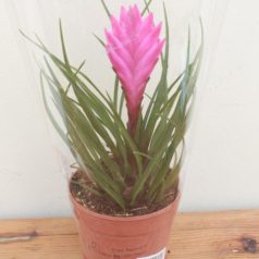 Tillandsia cyanea 'Anita