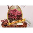 Bordó levelű japánjuhar Acer palmatum Atrop., Trompenburg