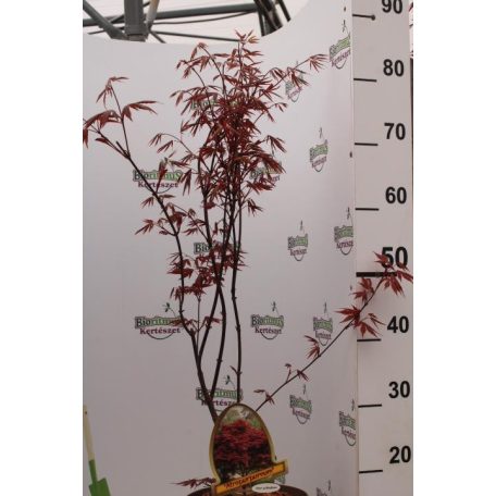 Bordó levelű japánjuhar Acer palmatum Atrop., Trompenburg