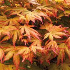 Japán juhar különleges fajták Acer palmatum fajták