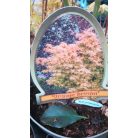 Japán juhar különleges fajták Acer palmatum fajták